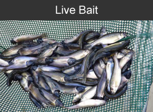 Live Bait Farm in Wisconsin