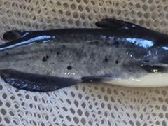 Channel Catfish

For stocking in Wisconsin only.

Average Life Span: 7-9 years
Average Maximum Length: 20 plus inches
Average Adult Weight: 5-8 pounds

They prefer warmer water temperatures. Catfish will spawn once per year in the first part of June when the water temperature reaches 70-75 degrees. They lay their eggs in a nest. Catfish prefer to spawn in something such as a culvert or other partially enclosed structure. Generally the fry have a very limited chance of survival. Catfish also have a very minimal chance of overpopulating. They do not reproduce and overpopulate a pond the way bullheads typically do.

Catfish generally feed on algae; they are an excellent option to help control the weeds and algae. They will also feed on zooplankton, insects, live fish, and dead fish. They generally feed in evening into the night.

They can be a predator so they can help control the panfish population.

Catfish get along decent with other fish.