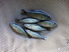 Small Mouth Bass

Average life span: 7-9 years
Average Maximum length: 16-18 inches
Average Adult Weight: 3-4 pounds

Requires deep cool water generally with sandy or gravel bottom, such as an old quarry. They will not tolerate the warm water like Large Mouth.

They spawn once per year in early to mid May when water temperatures reach 60 degrees or warmer. They generally lay their eggs in 2-3 feet of water on a sandy or rocky bottom. The males make saucer shaped nests the female then comes in and lays the eggs. She then leaves and the male stays behind to guard the nest until the eggs hatch and will continue to protect fry.

Small Mouth feed on zooplankton and insects until they are 1 ½ inches long at which point they will switch to live feed such as fatheads and other small fish. Fairly aggressive feeding fish.

Small mouth are a great predator fish to help control panfish population if the water body is deep and the water is cool.
