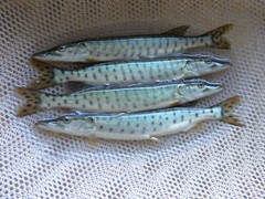 Musky

Average Life Span: 10 plus years
Average Maximum length: 40 inches
Average Adult Weight: 15-20 pounds

Musky require a deeper cooler water body. The smallest recommended Waterbody acreage for stocking musky is 4 acres, anything smaller than 4 acres will have very a limited survival rate. They also have a very minimal chance of over populating.

Musky spawn mid April when the water temperatures reach the upper 40’s to lower 50 degrees.

They are the top predator as they need live feed. They will feed on perch, suckers, golden shiners or anything else they find.

Stocking suckers or golden shiners in your pond is an excellent option for forage for Musky.