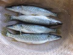 Northern Pike

Average Life Span: 10 plus years
Average Maximum Length 35 plus inches
Average Adult Weight: 10-15 pounds

Require a deeper cooler water body. The smallest recommended water body size for stocking is 2 acres. Northern spawn in late March to early April. They begin as soon as the ice leaves and the water warms up to 38 degrees or higher. They spawn in 2-4 feet of water over submergent or in emergent vegetation. They have a limited chance of overpopulating.

They are the top predator and need live feed. They feed on just about any other fish that they can swallow. Northern are a good choice for stocking in a body of water with a stunted panfish population.

Stocking suckers or golden shiners is an excellent forage option for Northern.