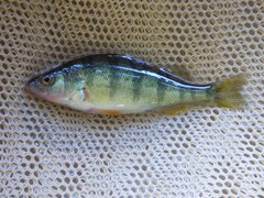 Perch

Average Life Span: 7-9 years
Average Maximum length:
Females: 12-14 inches
Males: 8-10 inches

Average Adult Weight: 3/4- 1 ½ pounds

Perch tolerate a wide range of water temperatures. They do well in any size pond that doesn’t get too warm in the summer.

They spawn one time per year in mid April when the water temperature reaches 45-50 degrees. They lay their eggs in ribbons usually suspended over the structure in water bodies.

Perch feed on zooplankton, insects, small fatheads, and other small fish. Stocking fatheads is an excellent forage option for perch.

They get along very well with other fish.