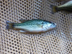 Large Mouth Bass

Average Life Span: 7-9 years
The maximum average length: 16-18 inches.
Average Adult Weight: 3-4 pounds

Does well in cool/warm water. In fact it is the only predator fish that does well in warm water.

They spawn 1 timer per year when the water temperature rises to 60 degrees or warmer. The male makes saucer shaped nests 18 plus inches wide in 2-4 feet of water. The female lays her eggs and the male guards the nest and fry. Bass have a good survival rate on stocked fish.

The bass fry will feed on zooplankton and insects until they reach 1 ½ inched. They will then switch to live feed such as fatheads and other small fish. They are a fairly aggressive feeding fish.

They are the #1 stocked predator fish to prevent or control panfish overpopulation.

Large mouth bass are commonly stocked with bluegill.