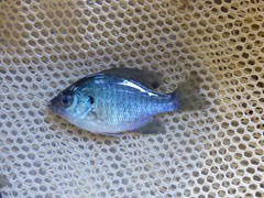 Straight Bluegill

Average Maximum size: 9-10 inches
Average life span: 6-8 years depending on water temperature and food availability.
Average Adult Weight: 1 pound

Number 1 stocked fish in ponds.

Does well in cool to warm water. 

They are very prolific breeders. They spawn 1-3 times per year, generally the first spawn will be in late May. They generally begin spawning when water temperatures reach 65-70 degrees. Females lay their eggs in shallow water in saucer shaped nests made by males. The female leaves and the nest is guarded by the male.

Can overpopulate easily. The best way to control this is by maintaining the right predator density or harvest levels.

Generally feed on Zooplankton, insects, and they do decent on artificial feed as well. Straight bluegills are excellent forage fish for predators.

Gets along well with all other fish