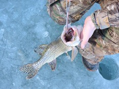 Forceps are used to remove the hooks from fish with sharp teeth like this predator fish.