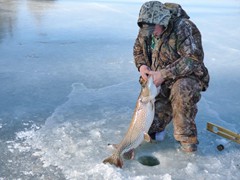 This fat female was caught on a jumbo golden shiner. 