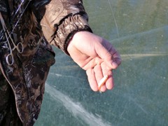 Using a lip hooked rosie red hoping to trigger a walleye.