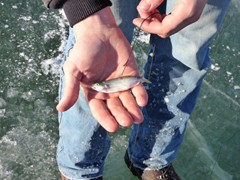 Back hooked golden shiner trying for walleyes.