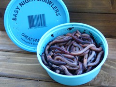 Baby Night Crawlers—24 per container 
50 Styrofoam containers in a case
72 plastic containers in a case
Holding Temperature: 38-40 degrees