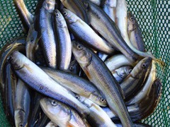 Black Tailed Chub Minnows - 30-35 dozen per gallon

Holding Temperature: 50-52 degrees
Counts per gallon are approximate. They may vary based upon spawning, time of the year and grade.