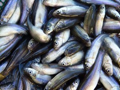 Large Fatheads - 60-70 dozen per gallon

Holding Temperature: 50-52 degrees
Counts per gallon are approximate. They may vary based upon spawning, time of the year and grade.
