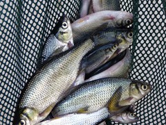 Large Golden Shiners - 15-18 dozen per gallon

Holding Temperature: 50-52 degrees
Counts per gallon are approximate. They may vary based upon spawning, time of the year and grade.
