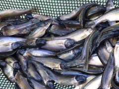 Large/Mag Fathead Tuffys - 50-60 dozen per gallon

Holding Temperature: 50-52 degrees
Counts per gallon are approximate. They may vary based upon spawning, time of the year and grade.