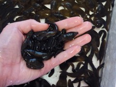 Leeches By the pound:

*Large Leeches
    15-18 dozen per pound

*Jumbo Leeches
    10-12 dozen per pound