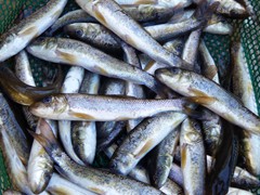 Medium Sucker - 25-30 dozen per gallon

Holding Temperature: 50-52 degrees
Counts per gallon are approximate. They may vary based upon spawning, time of the year and grade.
