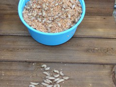 Mousies
   (1,000 Count)
   (500 Count)
   (36 Count)
Holding Temperature: 34-36 degrees