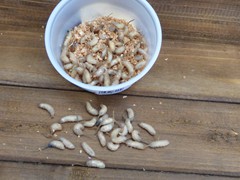 Mousies 
   (1,000 Count)
   (500 Count)
   (36 Count)
Holding Temperature: 34-36 degrees