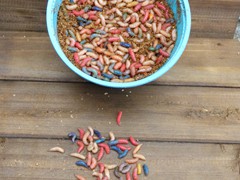 Multi Colored Spikes
   (1,000 count)
   (500 Count)
   (250 Count)
   (50 Count)
Holding Temperature: 34-36 degrees