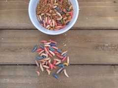 Multi Colored Spikes
   (1,000 count)
   (500 Count)
   (250 Count)
   (50 Count)
Holding Temperature: 34-36 degrees