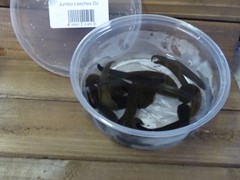 Leeches

Holding Temperature: 50-52 degrees

Items are seasonal
*1 dozen large package leeches
*1 dozen Jumbo package leeches