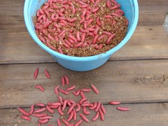 Red Spikes
  (1,000 count)
  (500 Count)
  (250 Count)
  (50 Count)
Holding Temperature: 34-36 degrees