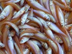 Small Rosie Reds - 80-90 dozen per gallon

Holding Temperature: 50-52 degrees
Counts per gallon are approximate. They may vary based upon spawning, time of the year and grade.
