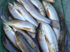 Suckers (odds) - 2 ½ - 3 dozen per gallon

Holding Temperature: 50-52 degrees
Counts per gallon are approximate. They may vary based upon spawning, time of the year and grade.
