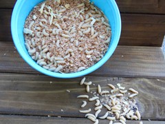 White Spikes
(1,000 count)
(500 Count)
(250 Count)
(50 Count)
Holding Temperature: 34-36 degrees